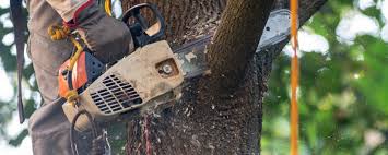 How Our Tree Care Process Works  in  Dumas, TX