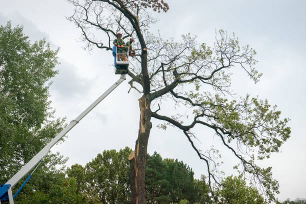 Reliable Dumas, TX Tree Services Solutions