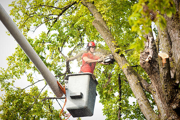 Leaf Removal in Dumas, TX